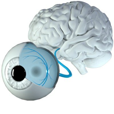 The retina, located in the back of the eye, is actually part of the central nervous system and can be used as a proxy to the brain to detect changes caused by different diseases.